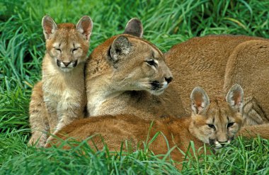 Puma, puma concolor, Çimenlerde yatan Yavru Dişi 