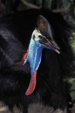 Güney Cassowary ya da Çift Sulu Cassowary, Casuarius Casuarius, Yetişkin  