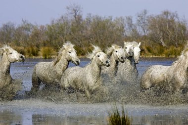 Camargue Atları, Herd Bataklıkta, Saintes Marie de la Mer Güney Fransa 'da   