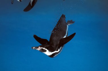 Humboldt Penguin, spheniscus humboldti, Adult standing in Water  clipart