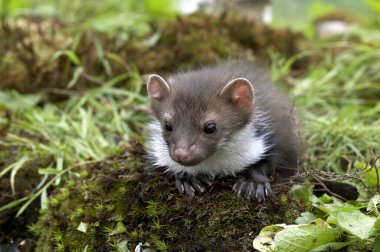 Stone Marten veya Beech Marten, martes foina, Long Grass, Normandiya 'da Genç Ayaklı  