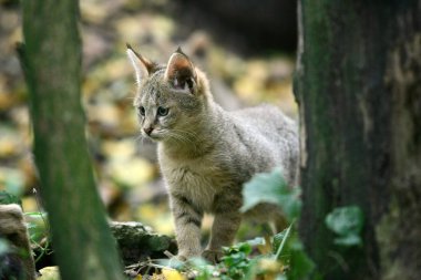 Orman Kedisi, Felis Chaus, Yavru  