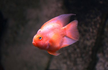 Kırmızı papağan Cichlid, cichlasoma eritraeum  