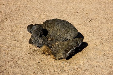 Welwitschia, welwitschia mirabilis, Living Fossil Plant, Namibya 'da Namib Çölü  