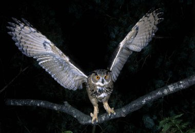 Avrupa Kartalı Baykuşu, asio otus, Yetişkin Uçuşu, Branch 'tan kalkış  