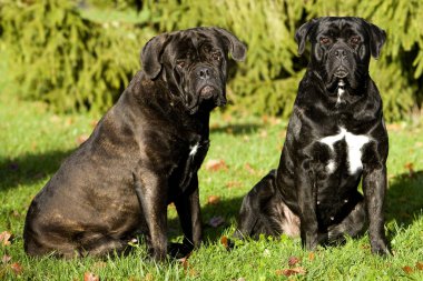 Cane Corso, İtalya 'dan bir köpek üreticisi, Çimenlerde oturan bir çift 