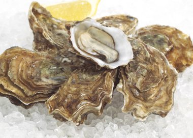 Fransız İstiridyesi Marennes d 'Oleron, ostrea edulis, Buz Üstünde Deniz Ürünleri   
