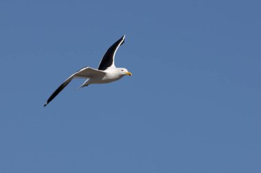 Yosun Martı, Larus Dominicanus, Uçuşta Yetişkin, Güney Afrika 'da Yanlış Körfez  