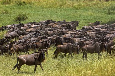Mavi Afrika antilobu, konnochaetes taurinus, Herd göçü, Kenya 'daki Masai Mara Parkı.  