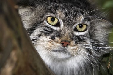 Manul ya da Pallas 'ın Kedisi, otocolobus manul, Yetişkin Portresi 