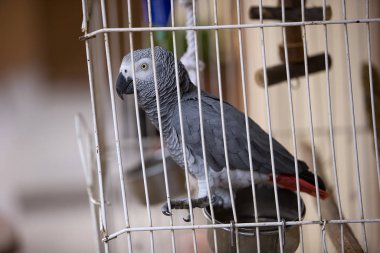 Afrika Gri Papağanı, Psittacus Erithacus, Yetişkin Kafesi 