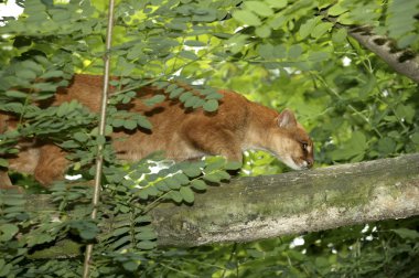 Jaguarundi, herpailurus yaguarondi, Yetişkin Branch 'ın üstünde duruyor.  