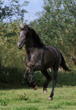 Lusitano Atı, Yetişkin Dörtnala Çayırda   