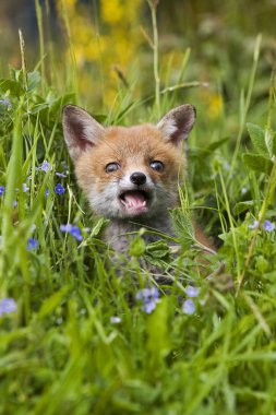Kızıl Tilki, Vulpes vulpes, Yavru Çiçeklerle oturuyor, Normandiya  