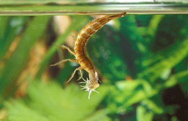 Büyük Dalış Böceği, Dytiscus Marginalis, Pond, Normandiya 'da duran Larvalar.  