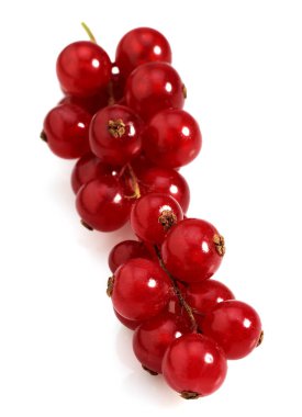 Redcurrants, ribes rubrum, Fruits against White Background  