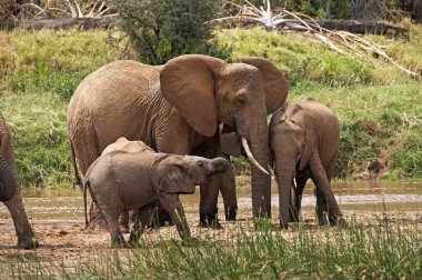 Afrika fili, loxodonta africana, Nehir kenarında duran grup, Kenya Samburu Parkı 