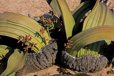 Welwitschia, welwitschia mirabilis, Living Fossil Plant, Namibya 'da Namib Çölü  