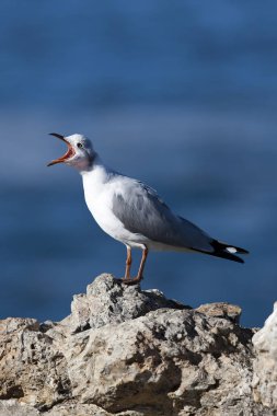 Hartlaub 'un Martı' sı veya Kral Martı, Larus Hartlauthe, Kayanın üzerinde duran Yetişkin, Güney Afrika 'daki Hermanus' u çağırıyor. 