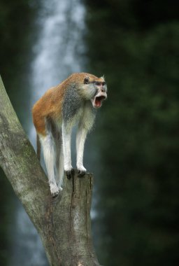 Patas Monkey, erythrocebus patas, Branch 'ın üzerinde duran erkek, 