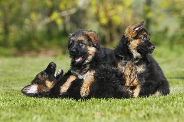 Alman Çoban Köpeği ve Çimenlerde Oynayan Yavrular  