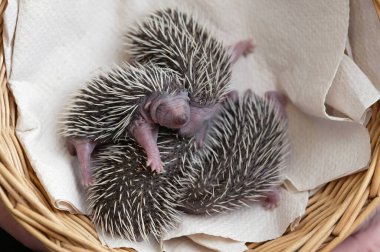 Avrupa Kirpi, erinaceus europaeus, Normandiya 'daki 