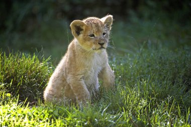 Afrika Aslanı, Panthera Aslanı, Çimende oturan Yavru  