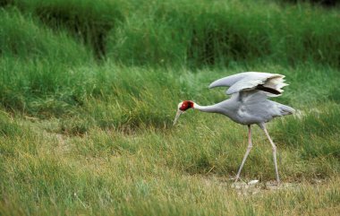 Sarus Crane, grus antigone, Yumurtalı Dişi  