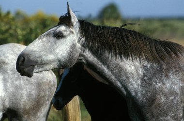 Lusitano Atı, Çayırda duran Herd  