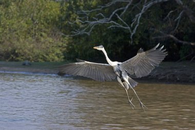Beyaz boyunlu balıkçıl, ardea cocoi, Yetişkin Uçuşu, Los Lianos Venezuela  