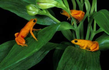 Golden Mantella Frog, mantella aurantiaca, Adults standing on Branch   clipart