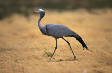 Blue Crane, anthropoides paradisea, Adult, South Africa   clipart