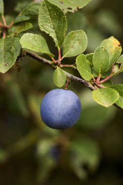 Quetsche Plums, prunus domestica, Normandiya 'da Fruit on Branch  