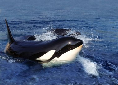Katil Balina, Orcinus Orca, Yetişkin Orca Adası yakınlarındaki Kanal 'da duruyor.  