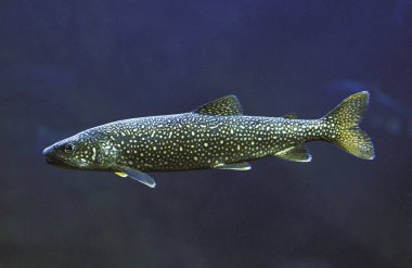 Trout Gölü, salvelinus namaycush, Yetişkin, Kanada  