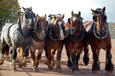 Brabant Belçika Drafthorse, Koşum  