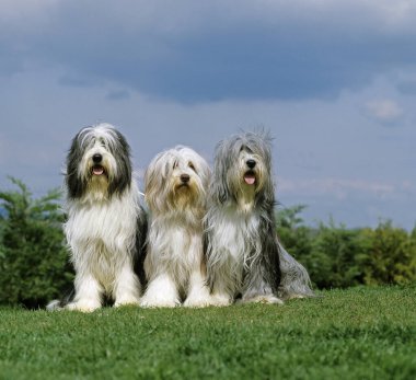 Sakallı Collie, Çimlerde oturan grup.  