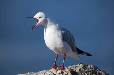 Hartlaub 'un Martı' sı veya Kral Martı, Larus Hartlauthe, Kayanın üzerinde duran Yetişkin, Güney Afrika 'daki Hermanus' u çağırıyor. 