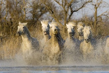 Camargue Atları, Herd Bataklıkta, Saintes Marie de la Mer Güney Fransa 'da   
