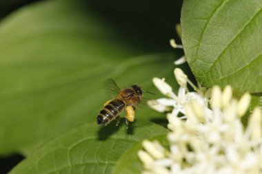 Bal Arısı, apis mellifera, Uçan Yetişkin, Polen Sepetleriyle Çiçeğe Uçmak, Normandiya  