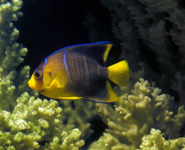 BÜYÜK ANGELFISH Holacanthus isabelita  