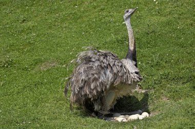 Amerikan Rhea, Rhea Americana, Yuvadaki Yumurtaların Üzerinde Oturan Yetişkin 