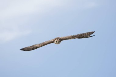 Saker Falcon, Falco cherrug, Blue Sky 'a karşı Uçan Yetişkin   