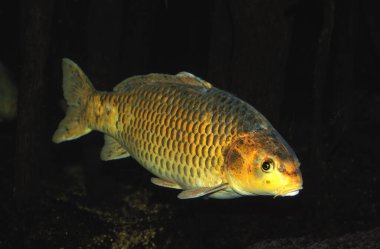Koi Sazanı, cyprinus carpio, Yetişkin  