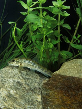 Gudgeon, gobio gobio, Fransa 