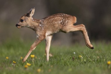 Roe Deer, capreolus capreolus, Fawn with Flowers, Normandy  