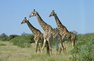 Masai Giraffe, giraffa camelopardalis tippelskirchi, Group walking through Savanna, Kenya   clipart