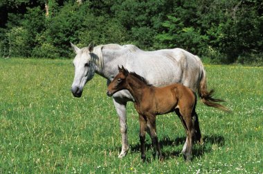 Lusitano Atı, Meadow 'da Taylı Kısrak  