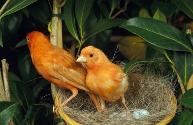 Red Canary, serinus canaria, Pair standing on Nest with Eggs   clipart
