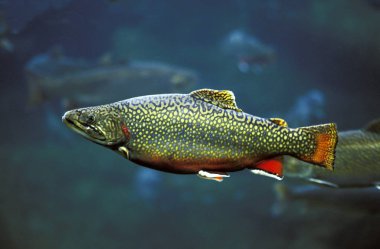 Brook Trout, salvelinus fontinalis, Yetişkin  